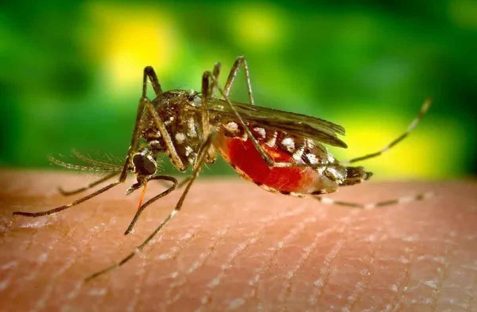 Mosquito pest control technician spraying backyard