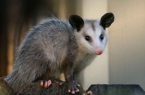possum control sydney
