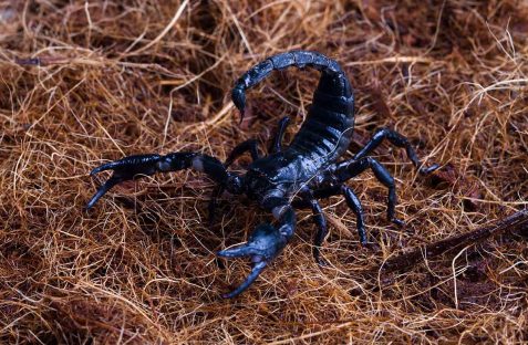 Scorpions-pest-control