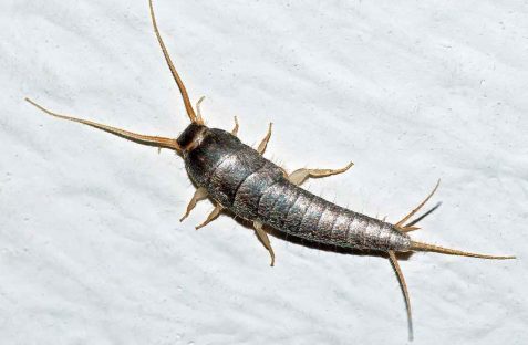 Silverfish-pest-control