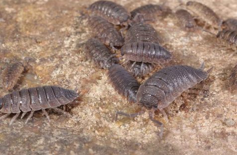 Slaters-pest-control