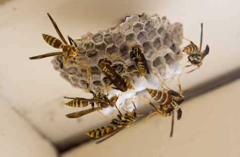 Wasp Control