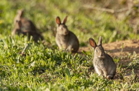 Wild-Rabbits