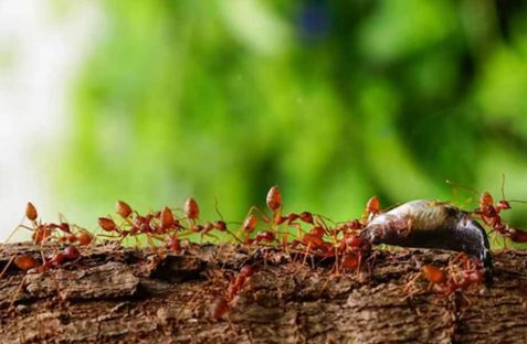 Ants Pest Control in Sydney