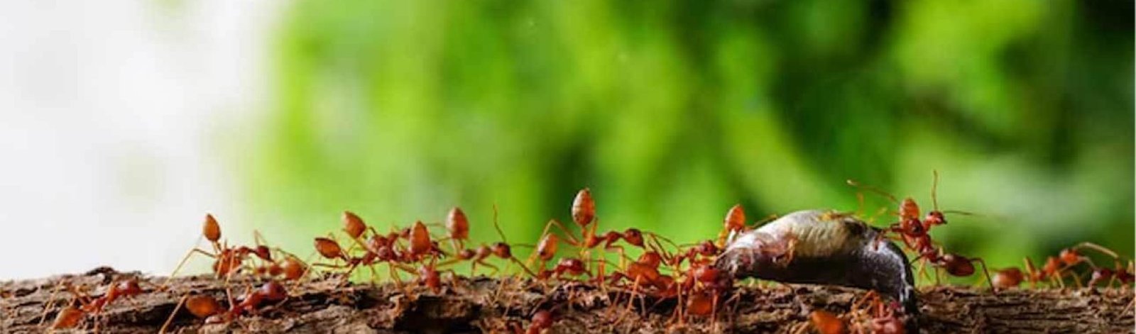 Pest Control or ants by Hamro Best Pest Control