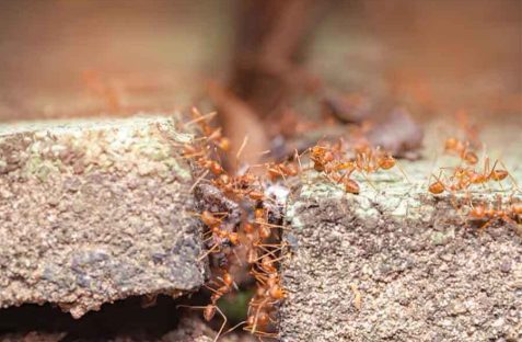 Ant control service in Pest Control Revesby removing ants from kitchen area