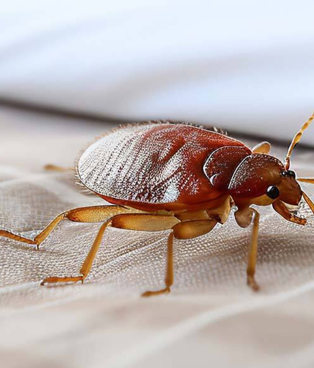 Professional bed bug removal service in Hornsby by Hamro Best Pest Control