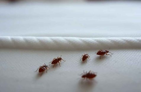 Bed bug treatment service in Revesby by professional pest control experts