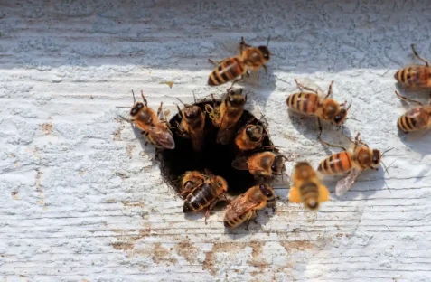 Bee removal service in Revesby by professional pest control experts