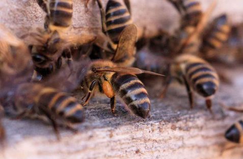 Hamro Best Pest Control providing expert bee pest control services.