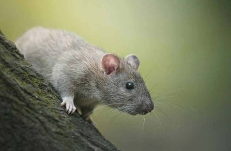 professional pest control technician removing rats