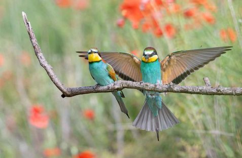birss pest control in sydney