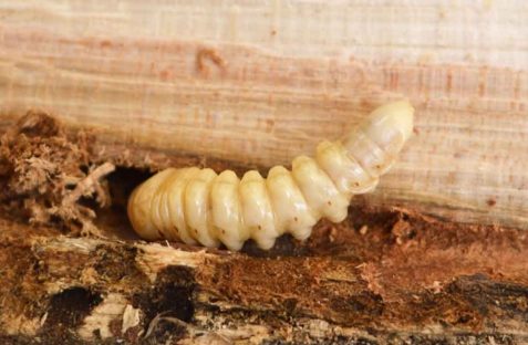 borer pest control in sydney