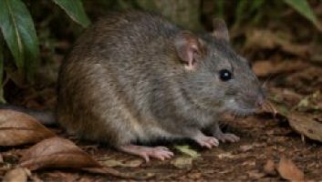 rodent control sydney bush rat