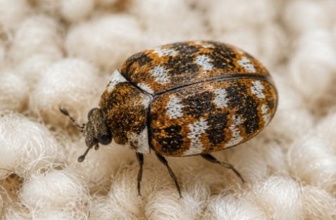 Carpet beetle pest control crawling on fabric inside a residential home