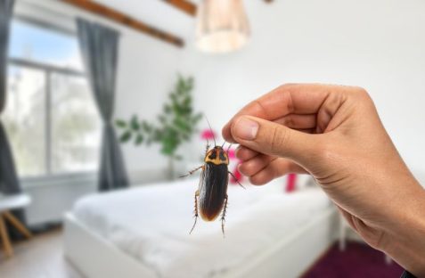 how to get rid of cockroaches removing cockroach infestation from home