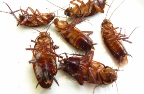 Cockroach pest control service for Homebush homes and businesses