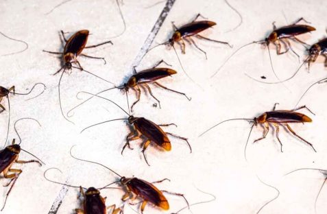 cockroach removal Sydney