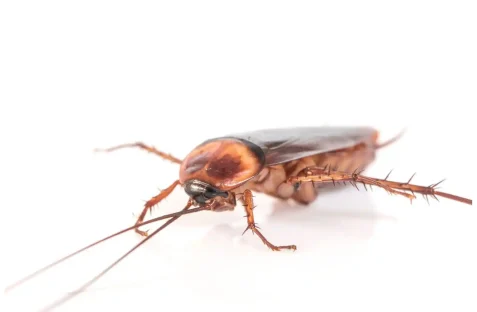 Residential Cockroach pest control austral