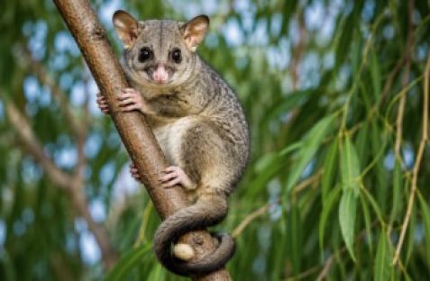 Safe and humane possum removal Granville