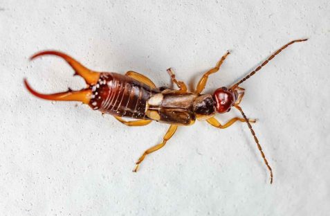 earwigs-pest-control