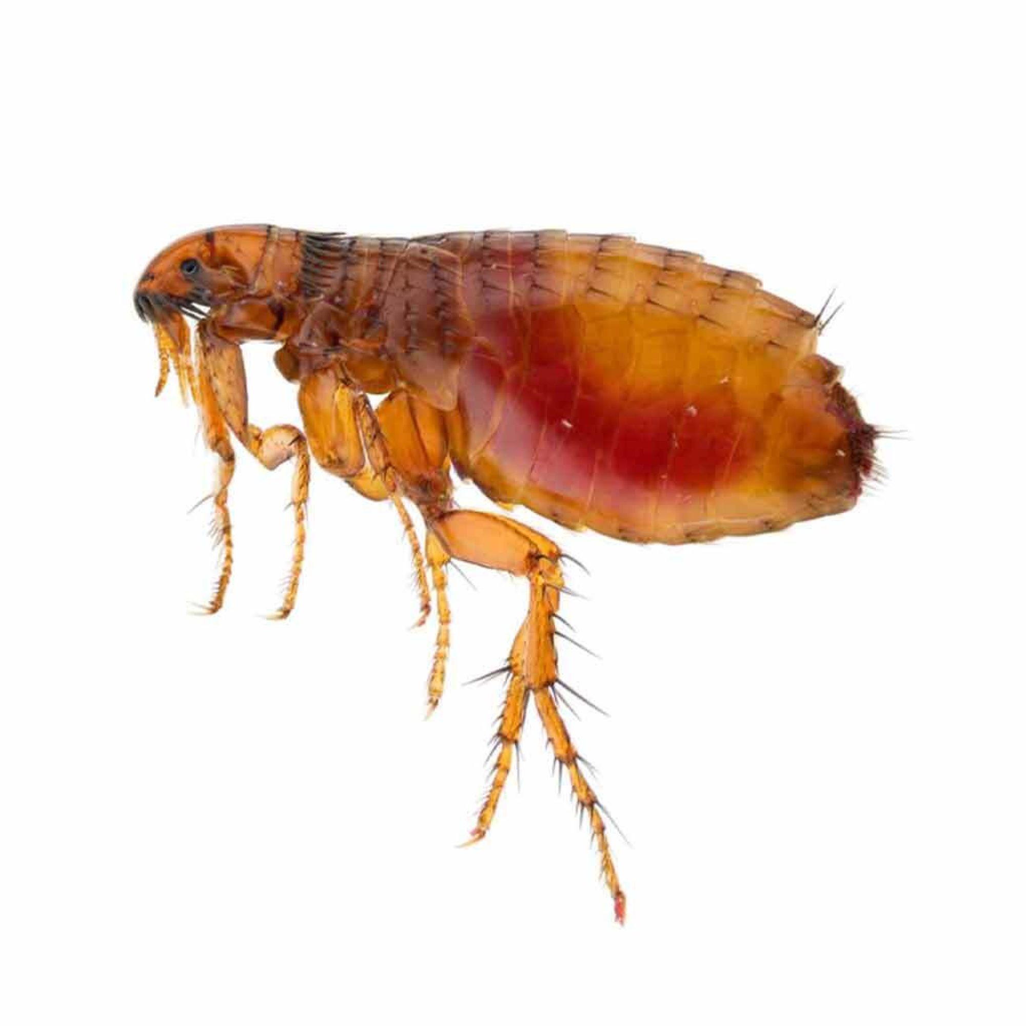 Magnified view of a flea pest in Blacktown homes