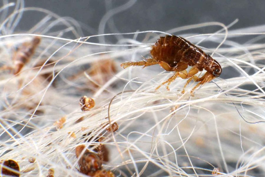 Flea pest control in Sydney by Hamro Best Pest removing fleas from homes