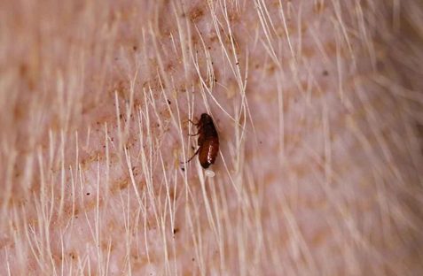 Flea pest control technician treating home interior