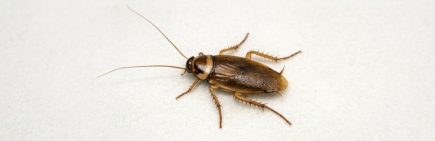 how to get rid of cockroaches pest control sydney