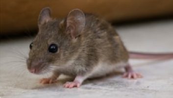 rodent control sydney house mouse