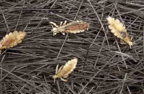 pest control expert inspecting lice infestation