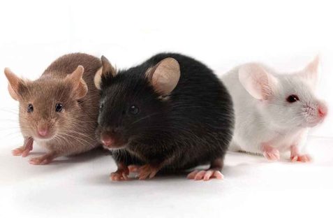 pest control charges in sydney