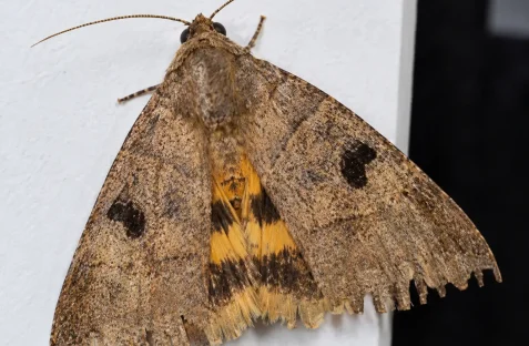 Moth pest control in Sydney by Hamro Best Pest Control, providing professional moth treatment services for homes and businesses.