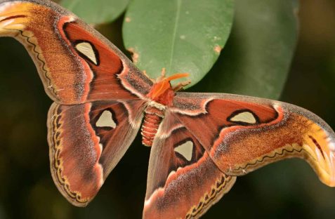 Moths pest control technician treating wardrobe