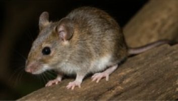 native-mouse