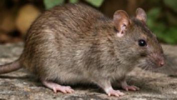 rodent control sydney for norway rat