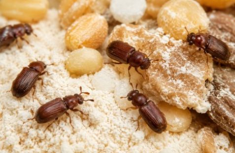 pantry-beetles-on-sugar