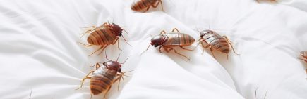 Close-up of a bed bug on mattress in bed