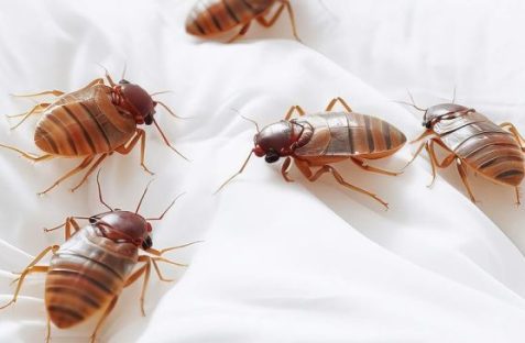 Close-up of a bed bug on mattress in bed