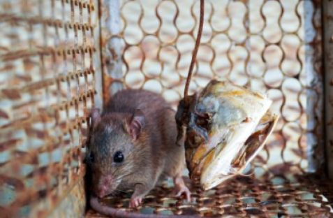 Rodent control treatment for homes in Guildford.