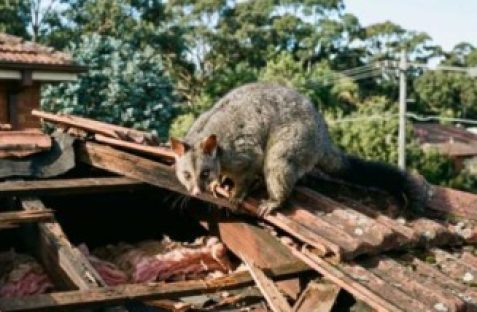 Residential pest control expert performing Possum Removal Strathfield inspection