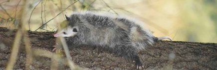 professional possum pest control near me by Hamro Best Pest Control