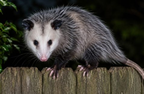 Possum removal Marrickville with a possum safely located on a residential property roof during wildlife inspection and removal.