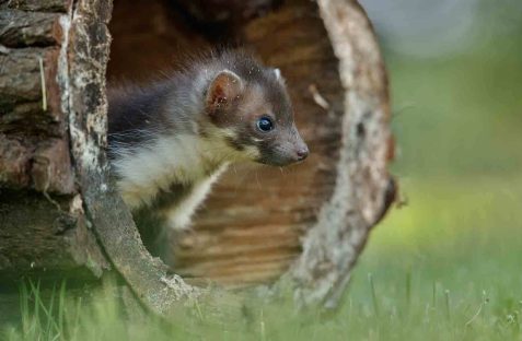 Possum removal in Sydney expert safely relocating possum from residential roof using humane methods