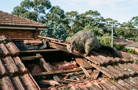 possum in roof Dulwich Hill home