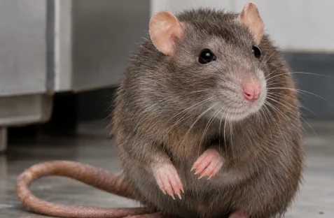 Rat Pest Control Sydney – Hamro Best Pest Control