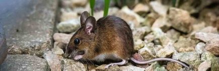 rodents caught in traps inside home