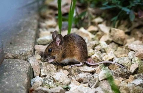 rodents caught in traps inside home