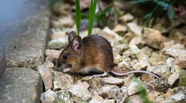 rodents caught in traps inside home
