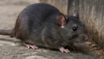 roof-rat